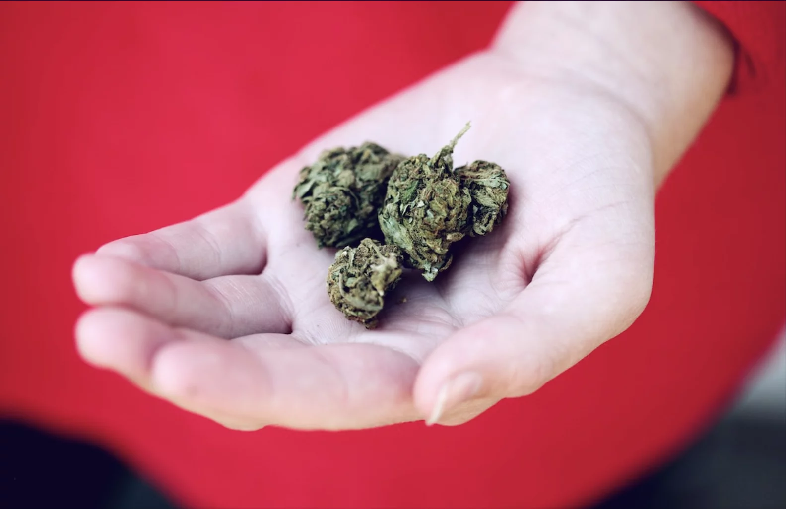 Weighing Cannabis Retail: Economic Benefits and Safety Concerns